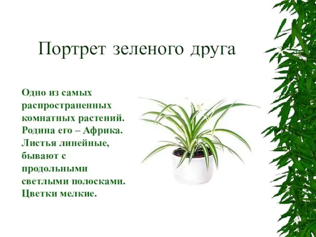 Портрет зеленого друга Одно из самых распространенных комнатных растений. Родина его –