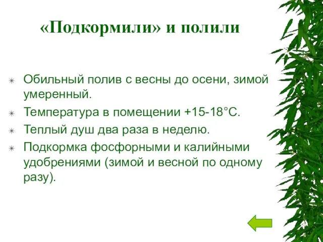 «Подкормили» и полили Обильный полив c весны до осени, зимой умеренный. Температура