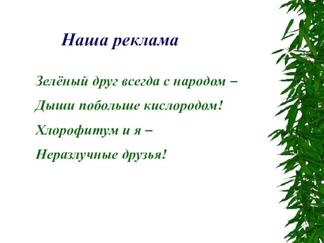 Зелёный друг всегда с народом – Дыши побольше кислородом! Хлорофитум и я