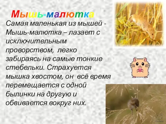 Мышь-малютка Самая маленькая из мышей - Мышь-малютка – лазает с исключительным проворством,