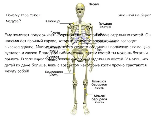 Почему твое тело не расплывается в лепешку, подобно выброшенной на берег медузе?