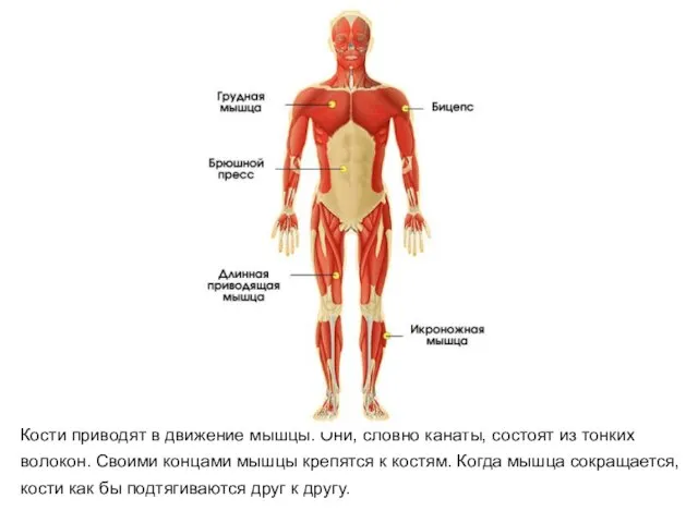 Кости приводят в движение мышцы. Они, словно канаты, состоят из тонких волокон.