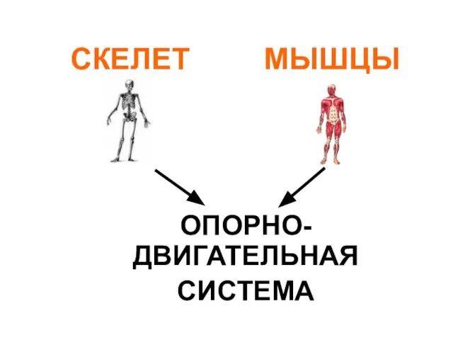 СКЕЛЕТ МЫШЦЫ ОПОРНО-ДВИГАТЕЛЬНАЯ СИСТЕМА