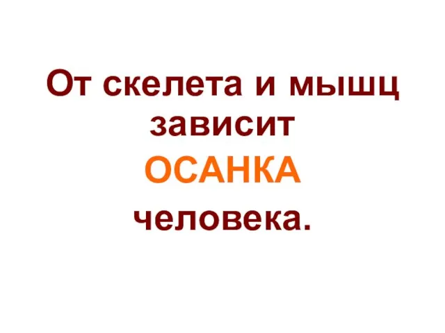 От скелета и мышц зависит ОСАНКА человека.