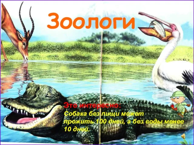 Зоологи Это интересно: Собака без пищи может прожить 100 дней, а без воды менее 10 дней.