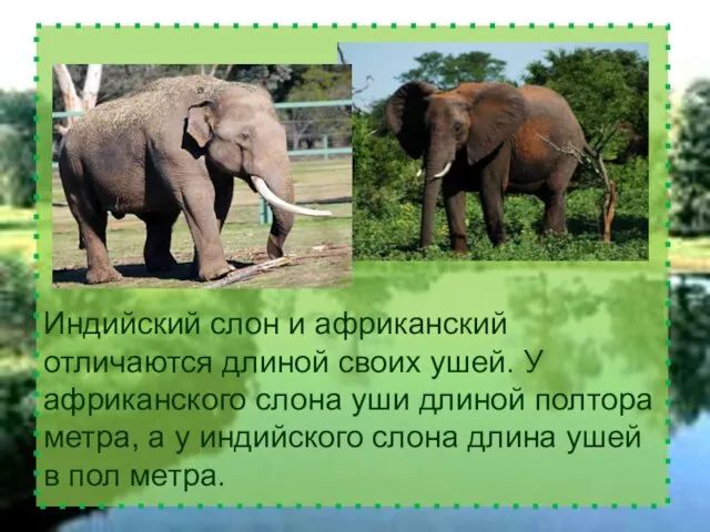 Индийский слон и африканский отличаются длиной своих ушей. У африканского слона уши