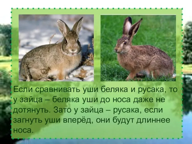 Если сравнивать уши беляка и русака, то у зайца – беляка уши