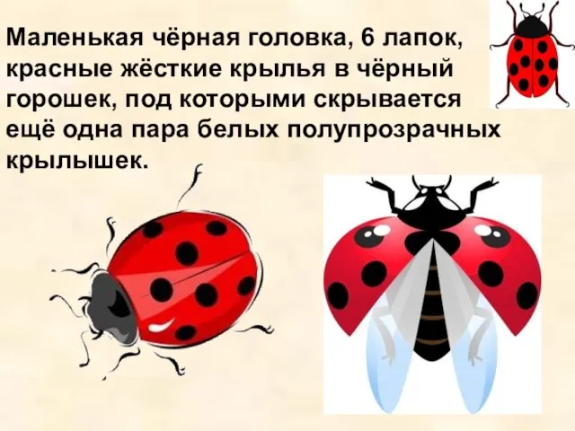 Маленькая чёрная головка, 6 лапок, красные жёсткие крылья в чёрный горошек, под