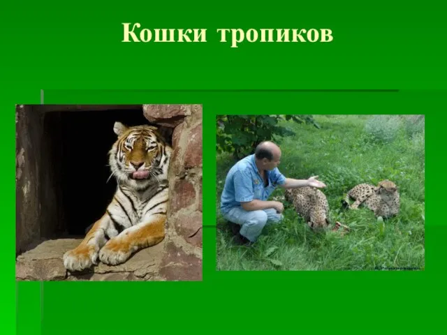 Кошки тропиков