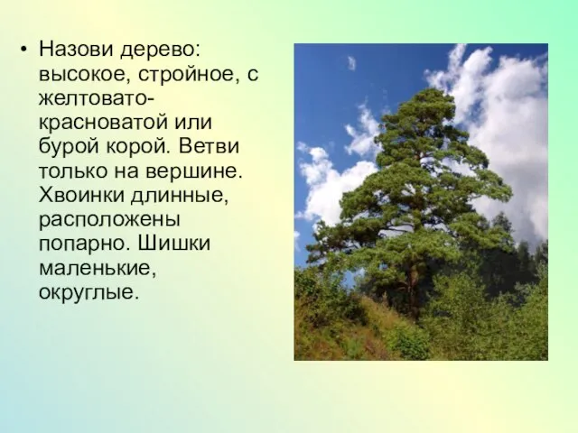 Назови дерево: высокое, стройное, с желтовато-красноватой или бурой корой. Ветви только на