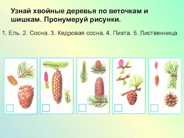 Узнай хвойные деревья по веточкам и шишкам. Пронумеруй рисунки. 1. Ель. 2.