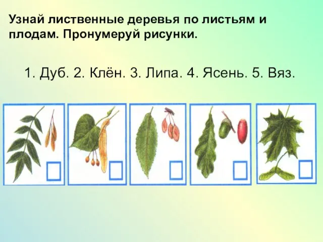 Узнай лиственные деревья по листьям и плодам. Пронумеруй рисунки. 1. Дуб. 2.