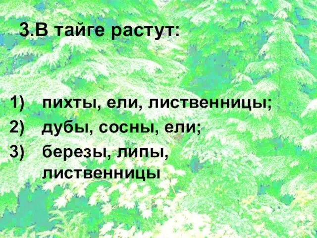 3.В тайге растут: пихты, ели, лиственницы; дубы, сосны, ели; березы, липы, лиственницы