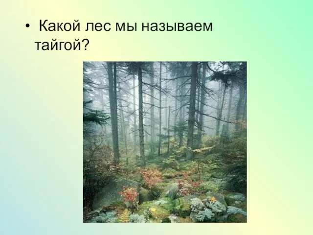 Какой лес мы называем тайгой?