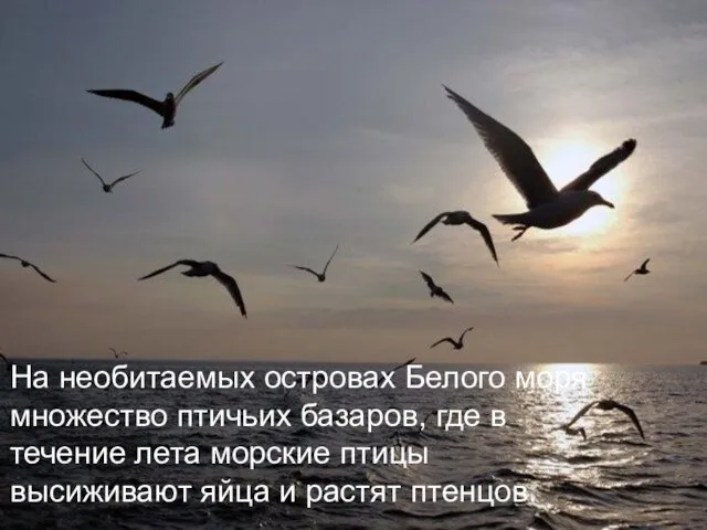 На необитаемых островах Белого моря множество птичьих базаров, где в течение лета
