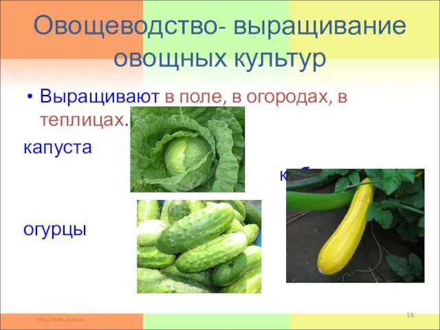 Овощеводство- выращивание овощных культур Выращивают в поле, в огородах, в теплицах. капуста кабачки огурцы