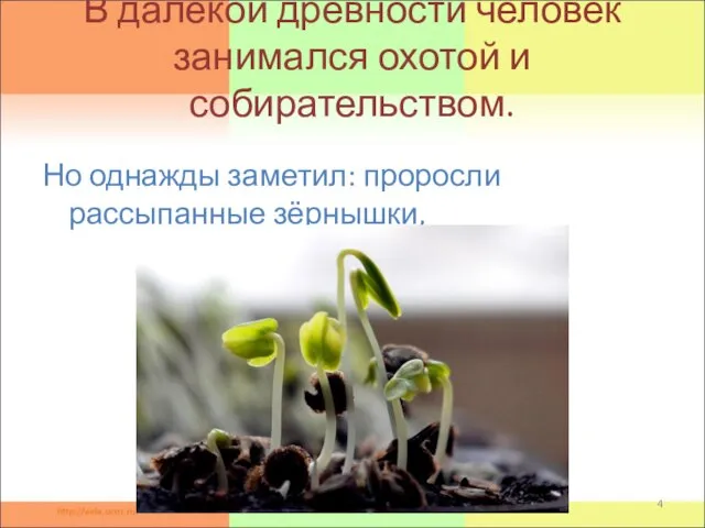 Но однажды заметил: проросли рассыпанные зёрнышки, В далёкой древности человек занимался охотой и собирательством.