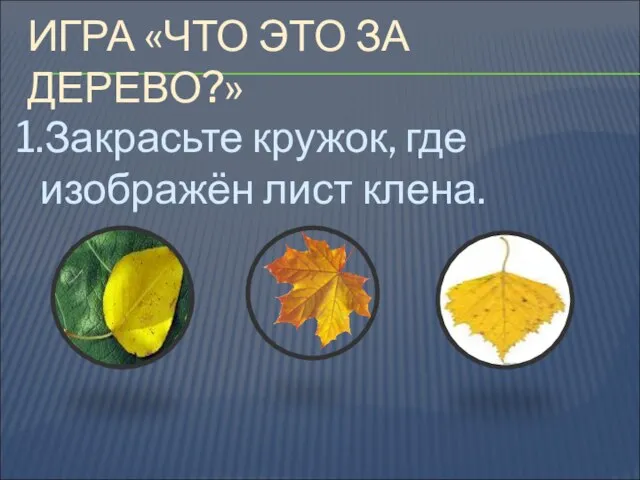 ИГРА «ЧТО ЭТО ЗА ДЕРЕВО?» 1.Закрасьте кружок, где изображён лист клена.