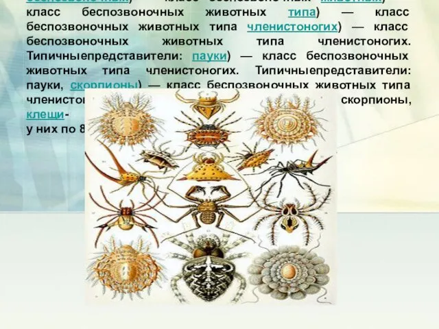 Паукообразные Паукообра́зные (лат. Arachnoidea или Arachnida) — класс беспозвоночных) — класс беспозвоночных