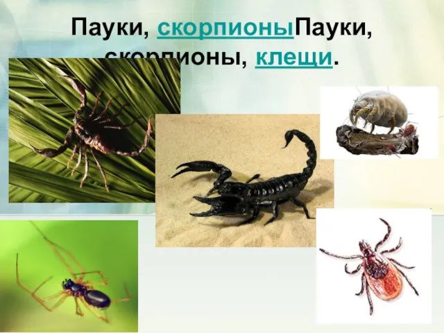 Пауки, скорпионыПауки, скорпионы, клещи.