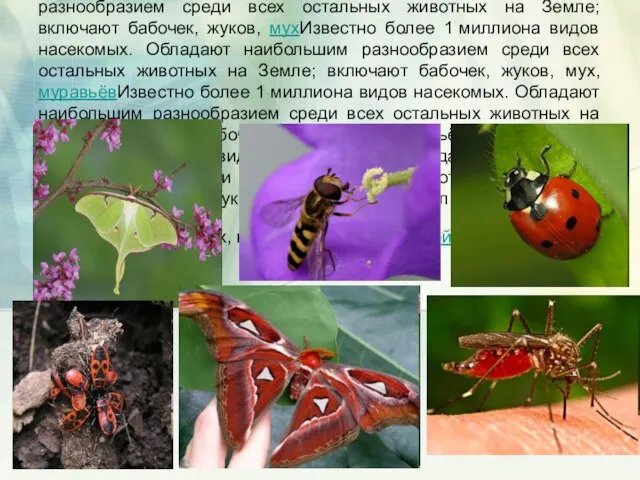 Известно более 1 миллиона видов насекомых. Обладают наибольшим разнообразием среди всех остальных
