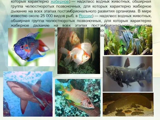Рыбы (лат. Pisces) — надкласс водных животных) — надкласс водных животных, обширная