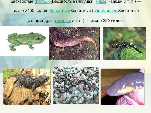 Бесхвостые (лягушкиБесхвостые (лягушки, жабы, квакши и т. п.) — около 2100 видов