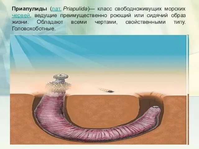 Приапулиды (лат. Priapulida)— класс свободноживущих морских червей, ведущие преимущественно роющий или сидячий