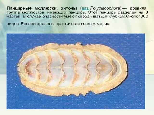Панцирные моллюски, хитоны (лат. Polyplacophora) — древняя группа моллюсков, имеющих панцирь. Этот