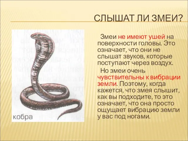 СЛЫШАТ ЛИ ЗМЕИ? Змеи не имеют ушей на поверхности головы. Это означает,