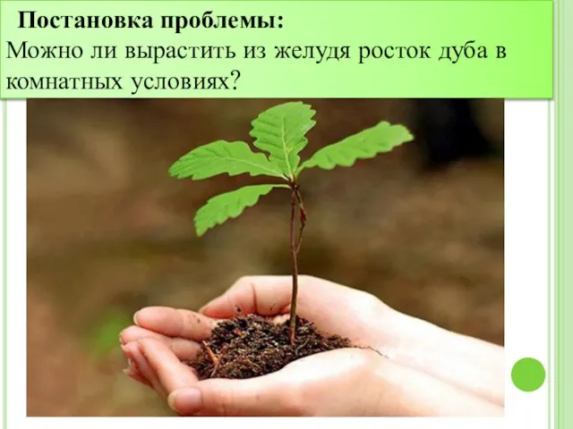 Постановка проблемы: Можно ли вырастить из желудя росток дуба в комнатных условиях?