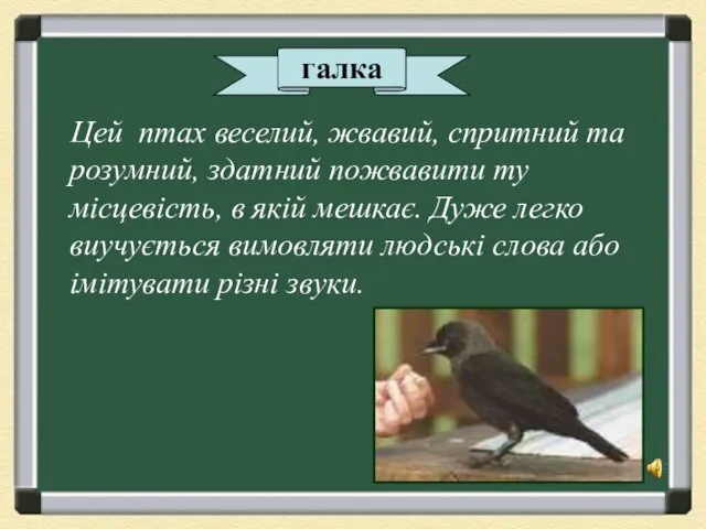 Цей птах веселий, жвавий, спритний та розумний, здатний пожвавити ту місцевість, в