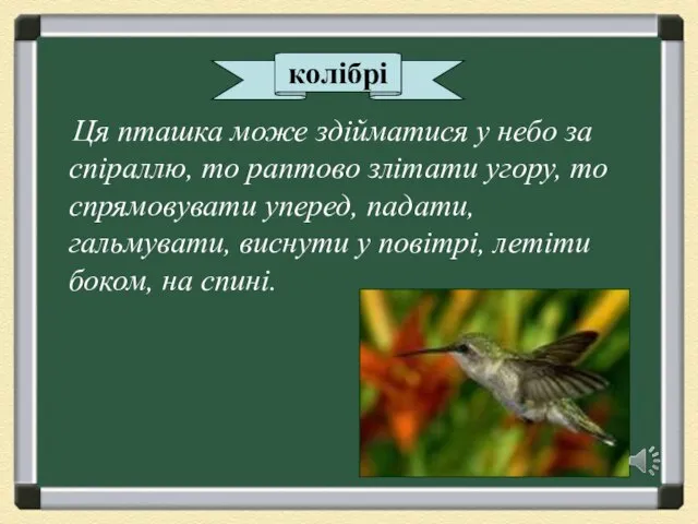 колібрі Ця пташка може здійматися у небо за спіраллю, то раптово злітати