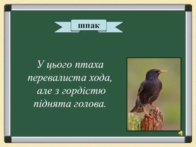 шпак У цього птаха перевалиста хода, але з гордістю піднята голова.