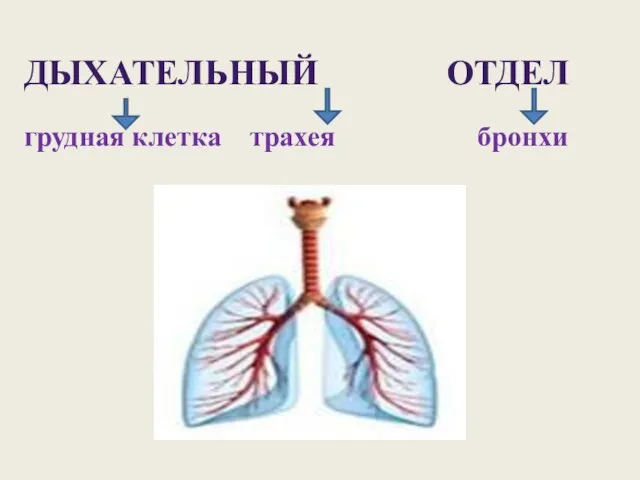 ДЫХАТЕЛЬНЫЙ ОТДЕЛ грудная клетка трахея бронхи