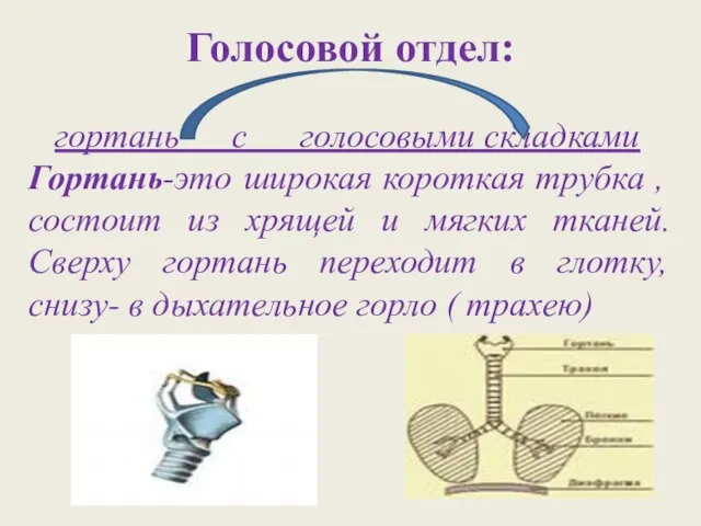 Голосовой отдел: гортань с голосовыми складками Гортань-это широкая короткая трубка , состоит