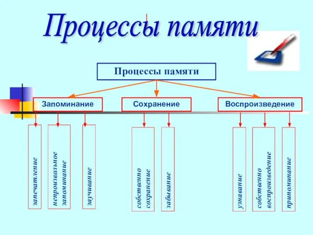 Процессы памяти Запоминание Сохранение Воспроизведение запечатление непроизвольное запоминание заучивание собственно сохранение забывание