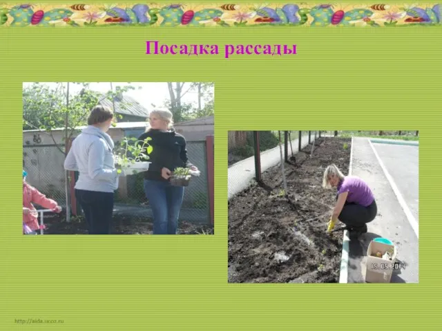 Посадка рассады