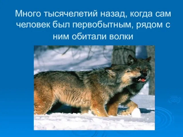 Много тысячелетий назад, когда сам человек был первобытным, рядом с ним обитали волки