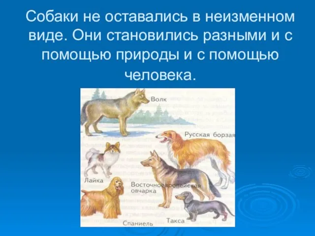 Собаки не оставались в неизменном виде. Они становились разными и с помощью