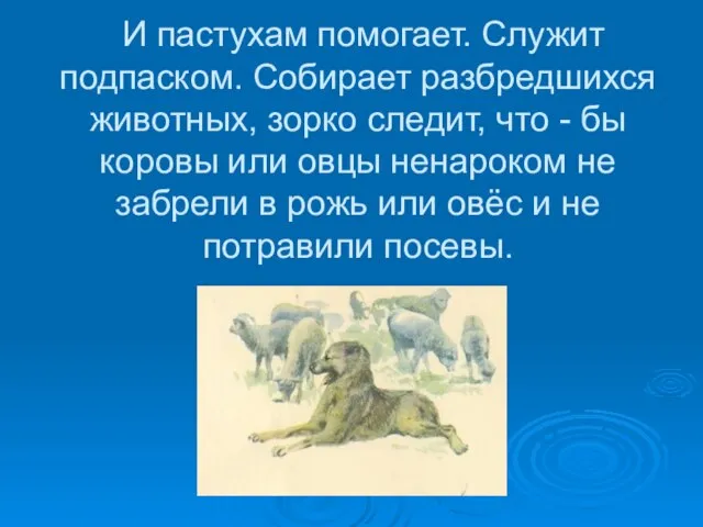 И пастухам помогает. Служит подпаском. Собирает разбредшихся животных, зорко следит, что -