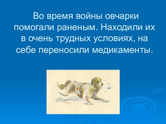 Во время войны овчарки помогали раненым. Находили их в очень трудных условиях, на себе переносили медикаменты.