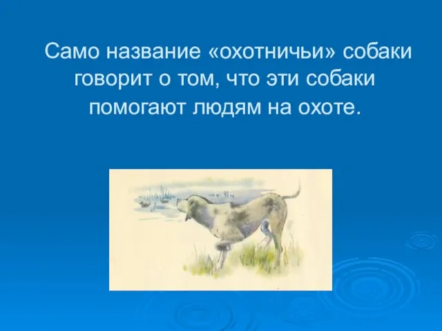 Само название «охотничьи» собаки говорит о том, что эти собаки помогают людям на охоте.