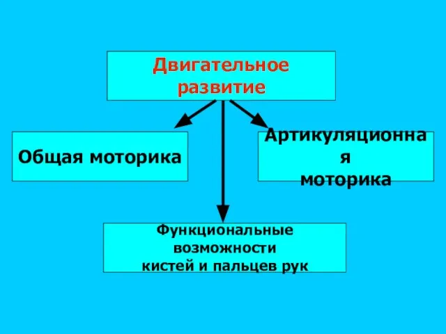 Двигательное развитие Общая моторика Функциональные возможности кистей и пальцев рук Артикуляционная моторика