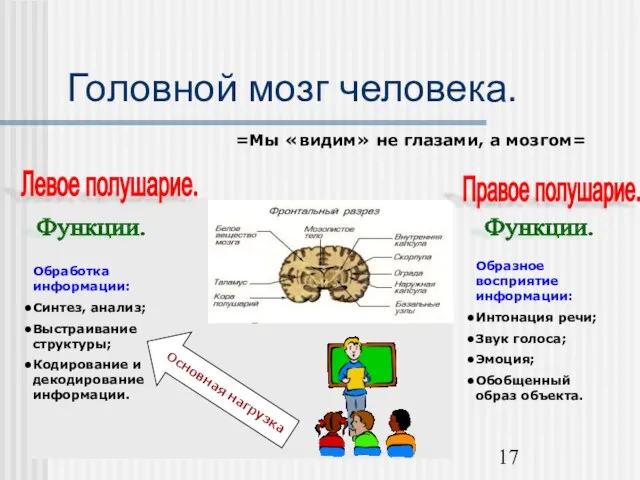 Головной мозг человека. =Мы «видим» не глазами, а мозгом= Левое полушарие. Правое
