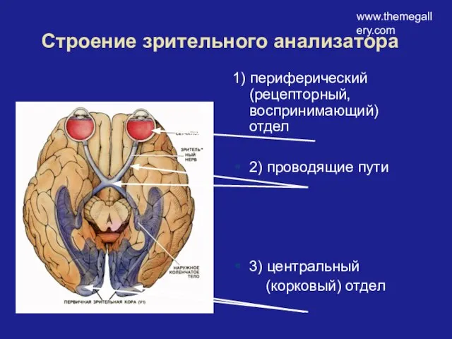 www.themegallery.com Строение зрительного анализатора 1) периферический (рецепторный, воспринимающий) отдел 2) проводящие пути 3) центральный (корковый) отдел