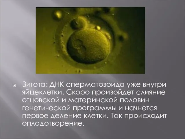 Зигота: ДНК сперматозоида уже внутри яйцеклетки. Скоро произойдет слияние отцовской и материнской