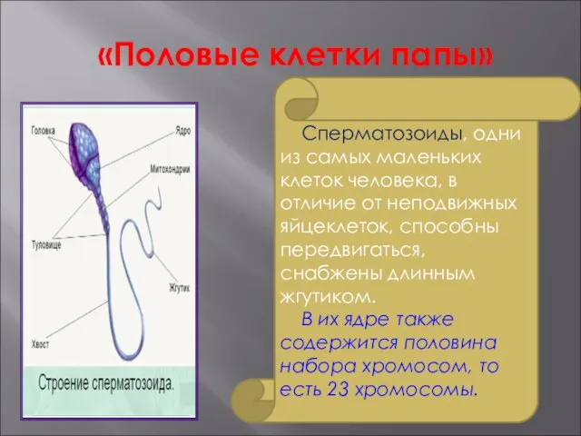 «Половые клетки папы» Сперматозоиды, одни из самых маленьких клеток человека, в отличие