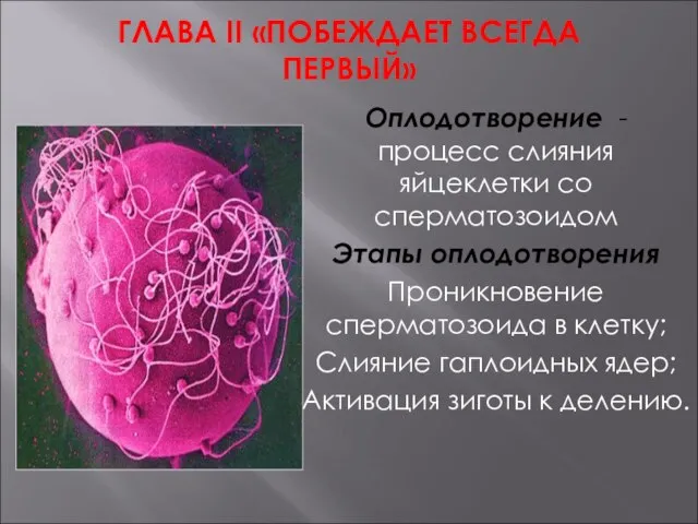 ГЛАВА II «ПОБЕЖДАЕТ ВСЕГДА ПЕРВЫЙ» Оплодотворение - процесс слияния яйцеклетки со сперматозоидом