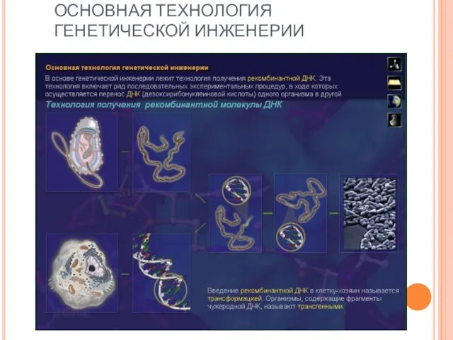 ОСНОВНАЯ ТЕХНОЛОГИЯ ГЕНЕТИЧЕСКОЙ ИНЖЕНЕРИИ